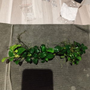 Anubias