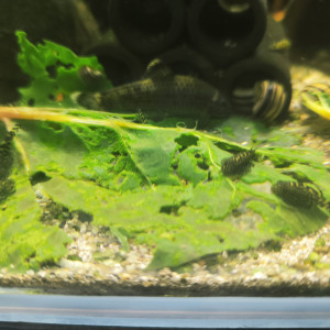 Jeunes Sewellia lineolata