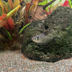 Don tétras fantôme et un rose