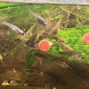 Endler /guppy/ancistrus/plantés epiphytes