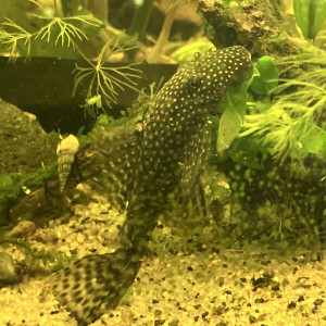 Endler /guppy/ancistrus/plantés epiphytes