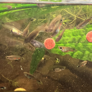 Endler /guppy/ancistrus/plantés epiphytes