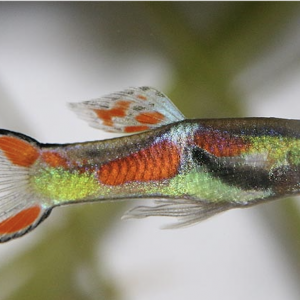 Guppy Endler