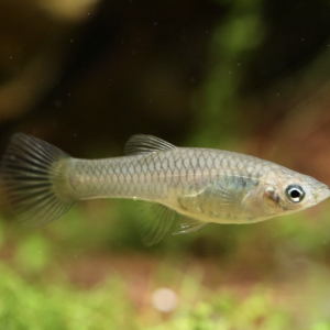 Guppy Endler