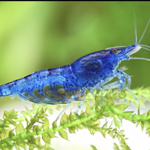 Crevettes Blue Velvet