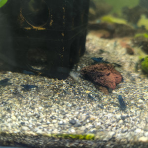 Crevettes Blue Velvet