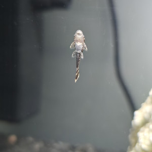 Ancistrus dolichopterus