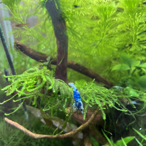 Crazy blue