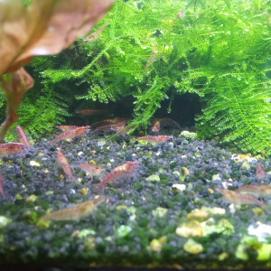 Crevettes red cherry