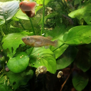 Vends ou échange Fundulopanchax Gardneri (couple ou trio)