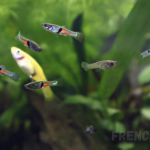 Jeunes guppy endler (Poecilia Wingei)