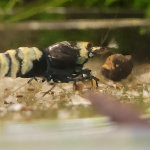 Lot de 10 +1 Nanashi Purple Metallic