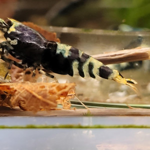 Lot de 10 +1 Nanashi Purple Metallic