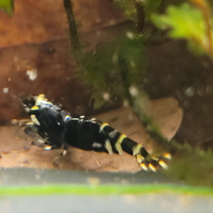 Lot de 10 +1 Nanashi Purple Metallic