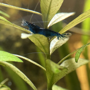 Néocaridina Davidi, Blue Dream - Blue Diamond - Blue Velvet and Blue Jelly
