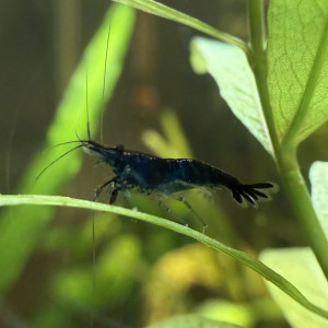 Néocaridina Davidi, Blue Dream - Blue Diamond - Blue Velvet and Blue Jelly
