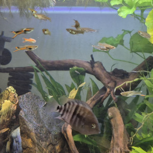 Donne/échange endlers