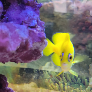 aquarium d angle complet eau de mer trigon 190 litres