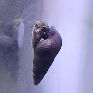 20 Escargot tylomelania towutensis