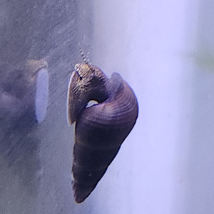 Escargot tylomelania towutensis