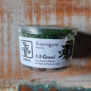 Staurogyne Repens in vitro "Tropica"