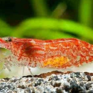 Low Sakura Grade (Red cherry)