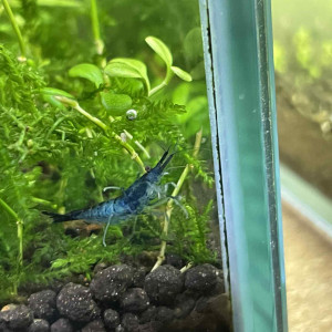 crevettes bleu non uniforme