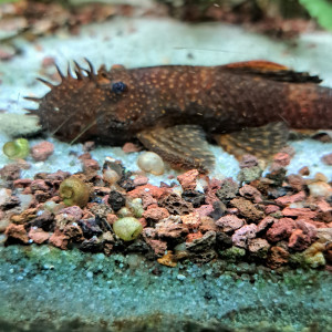 Ancistrus sp Red Black