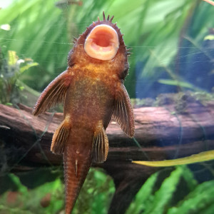 Ancistrus sp Red Black