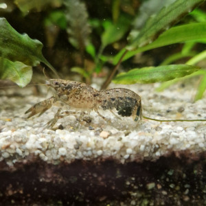 Écrevisses Cambarellus