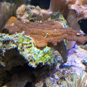 montipora rouge