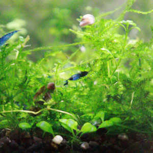 crevettes bleu non uniforme