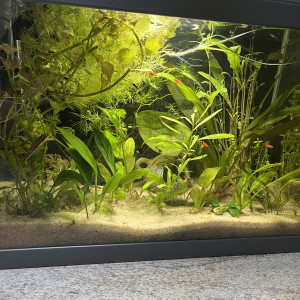 Crevettes jaune, bleu, rouge et grise