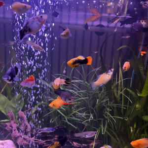 Platy mâles et femelles