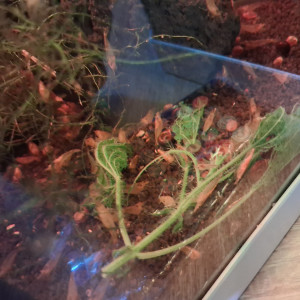 Neocaridina yellow néon