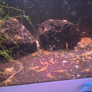 Neocaridina yellow néon