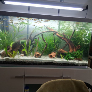 Guppy endler et ancistrus