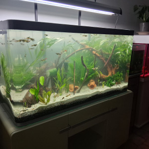 Guppy endler et ancistrus