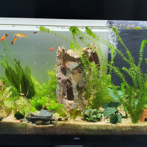 Urgent. Donne poissons