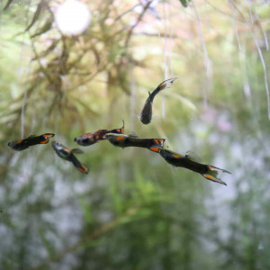 Guppy endlers