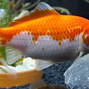 Poissons rouge née en bassin