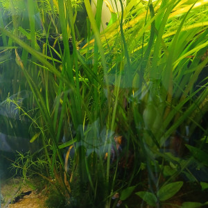 donne plantes ou echange