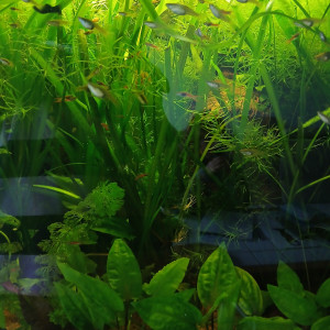 donne plantes ou echange