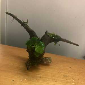 Racine Asia neuve (8jrs) dans l’eau +anubia 8feuilles +3 epiphytes