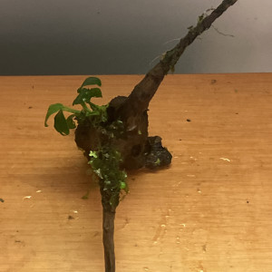 Racine Asia neuve (8jrs) dans l’eau +anubia 8feuilles +3 epiphytes