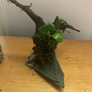 Racine Asia neuve (8jrs) dans l’eau +anubia 8feuilles +3 epiphytes