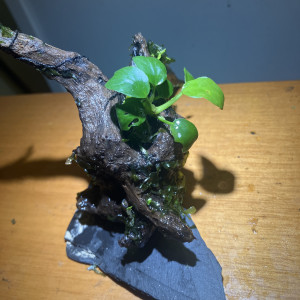 Racine Asia neuve (8jrs) dans l’eau +anubia 8feuilles +3 epiphytes