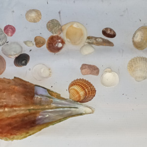 Lot de coquillages