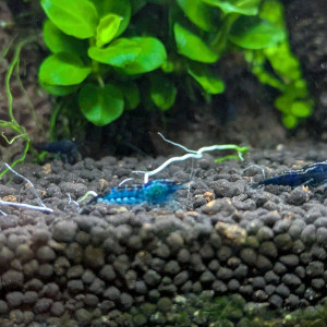 Neocaridina blue diamond