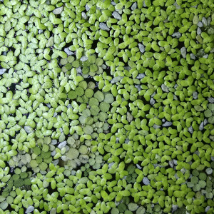 Lentilles d'eau + Salvinia